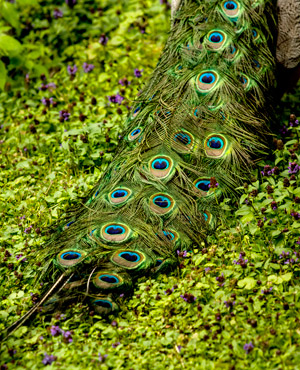 Tausend Augen?